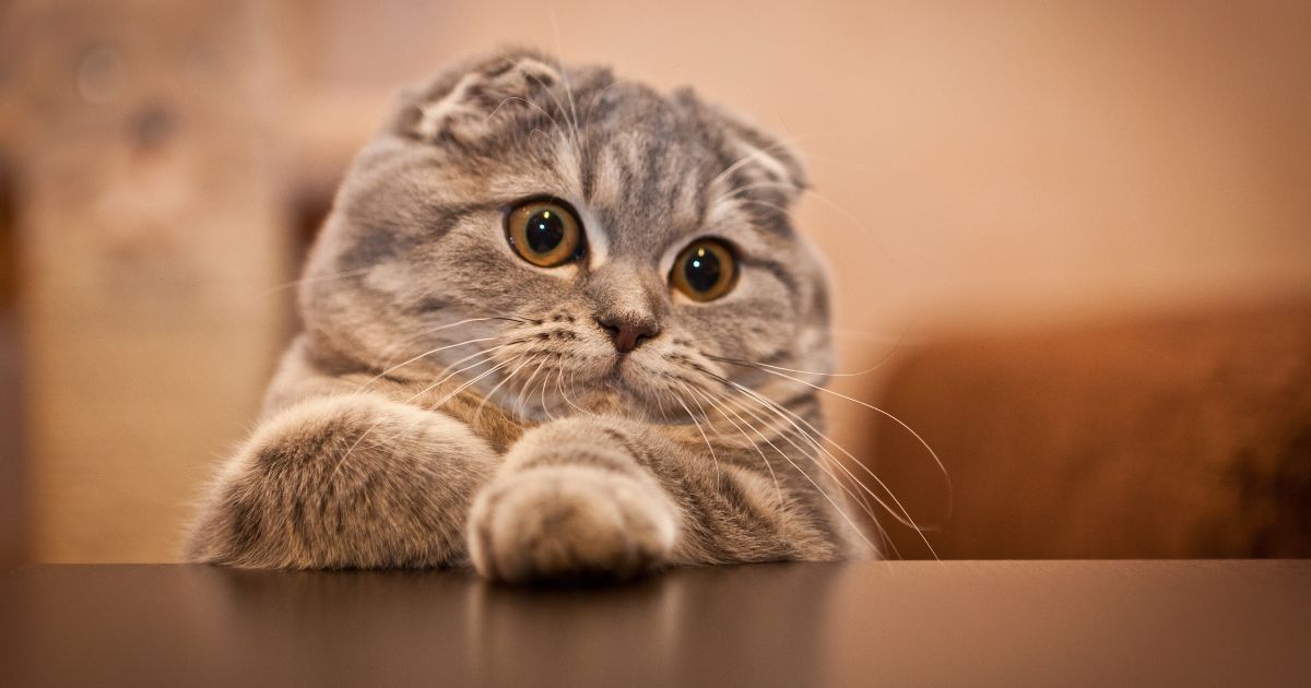 深木章子『猫には推理がよく似合う』レビュー｜かわいいだけじゃない！予想外の展開に夢中