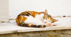 万城目学『かのこちゃんとマドレーヌ夫人』レビュー｜ちょっと不思議で優しい世界に浸れる物語