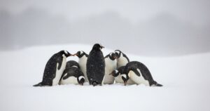 森見登美彦『ペンギン・ハイウェイ』レビュー｜憧れの夏が詰まった1冊