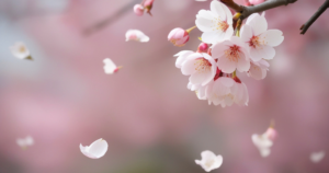 白蔵盈太『桶狭間で死ぬ義元』レビュー｜今川義元のイメージが変わる歴史小説